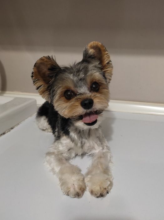 Стрижка собак та котів (виїзд на дім). Обухів, Обухівське направлення.