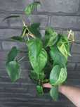 Philodendron Hederaceum Var Oxycardium Variegata #3 CAŁA