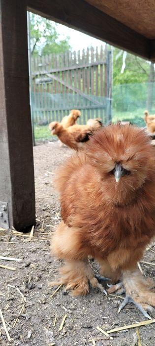 Silki kurki i koguty