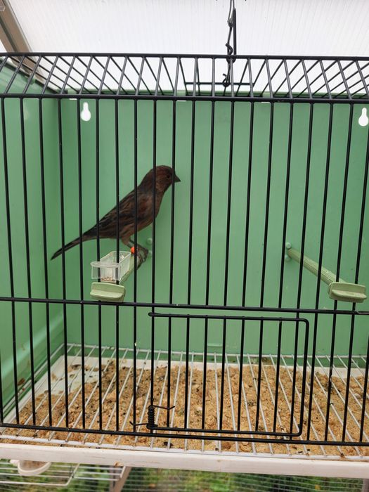 Kanarki kobalty, kasztany, agaty