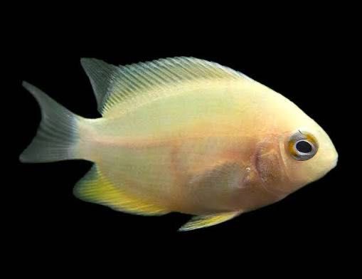 Severus Gold 4/5cm