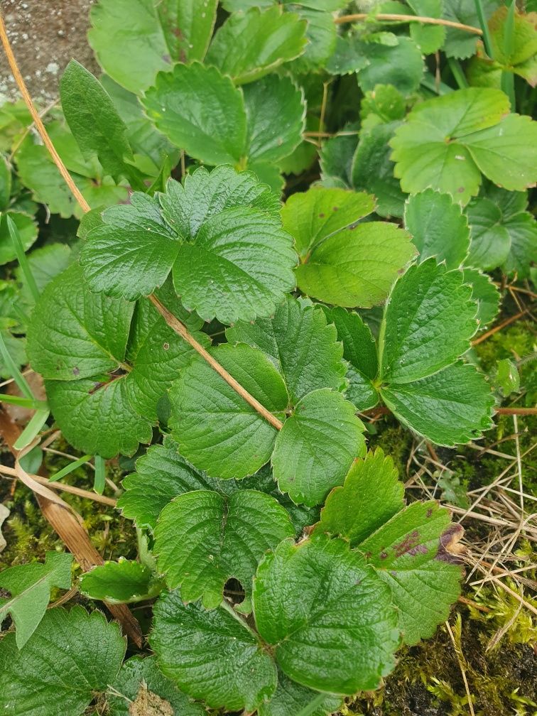 Sadzonki truskawek niemodyfikowanych genetycznie stara odmiana/60szt