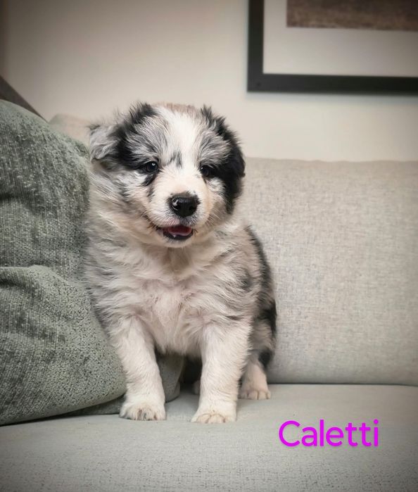 Border Collie Suczka Blue Merle Badania