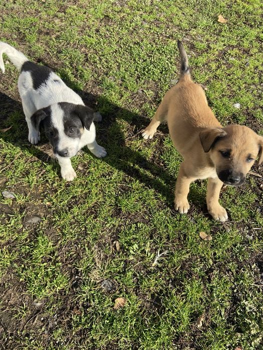 Віддам у добрі руки