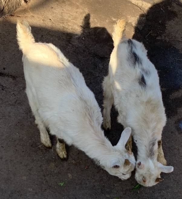 Дві білі кізоньки