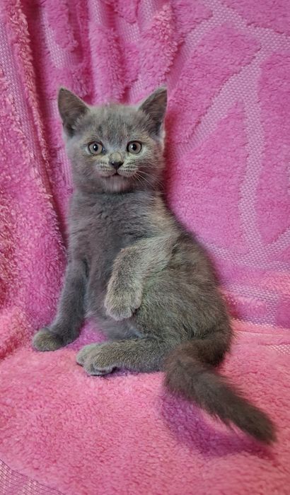 Шотландські  кошенята, дівчатка