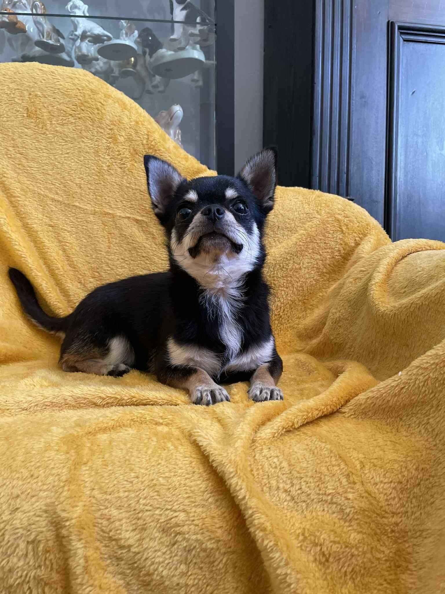 Chihuahua krótkowłosa ZKwP piesek roczny