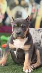 American Bully XL Tri blue ABKC