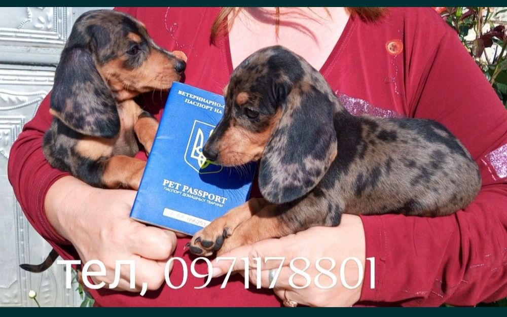 Мраморний хлопчик. Вільні, дівчинка та хлопчики.