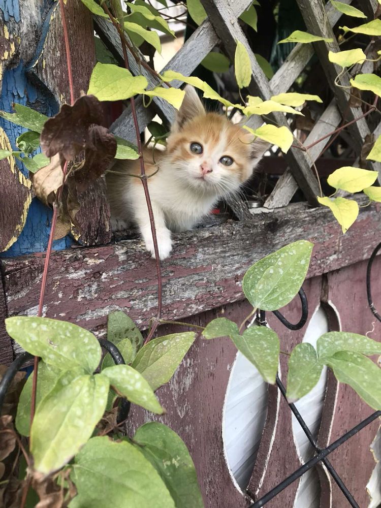 Кошенята безкоштовно