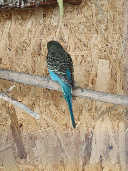 Sprzedam młode papużki faliste