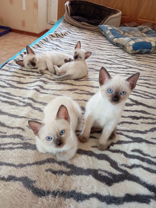 Тайские (старосиамские) красавчики