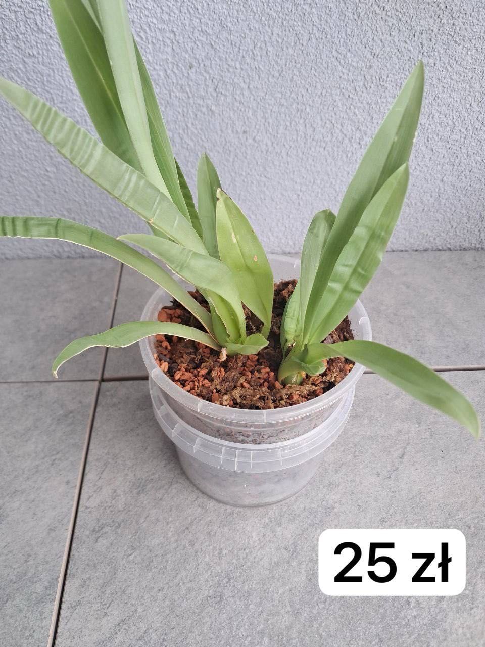 Storczyki. phal.