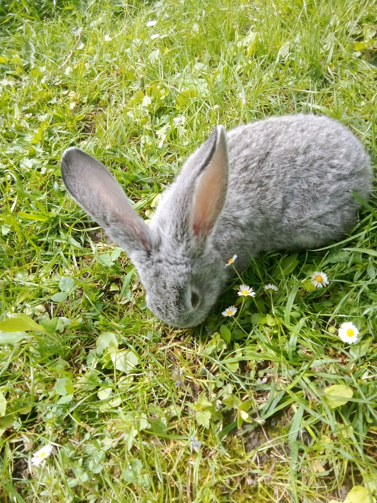 Кролики 1,5 місяця