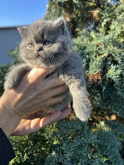 Kotka  Brytyjska Niebieska