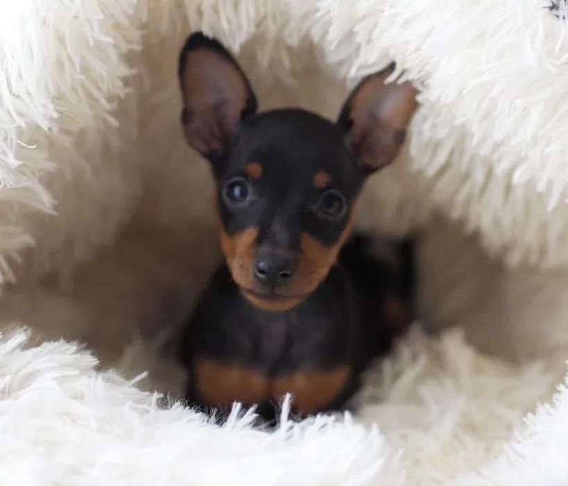 Pinscher miniatura menino