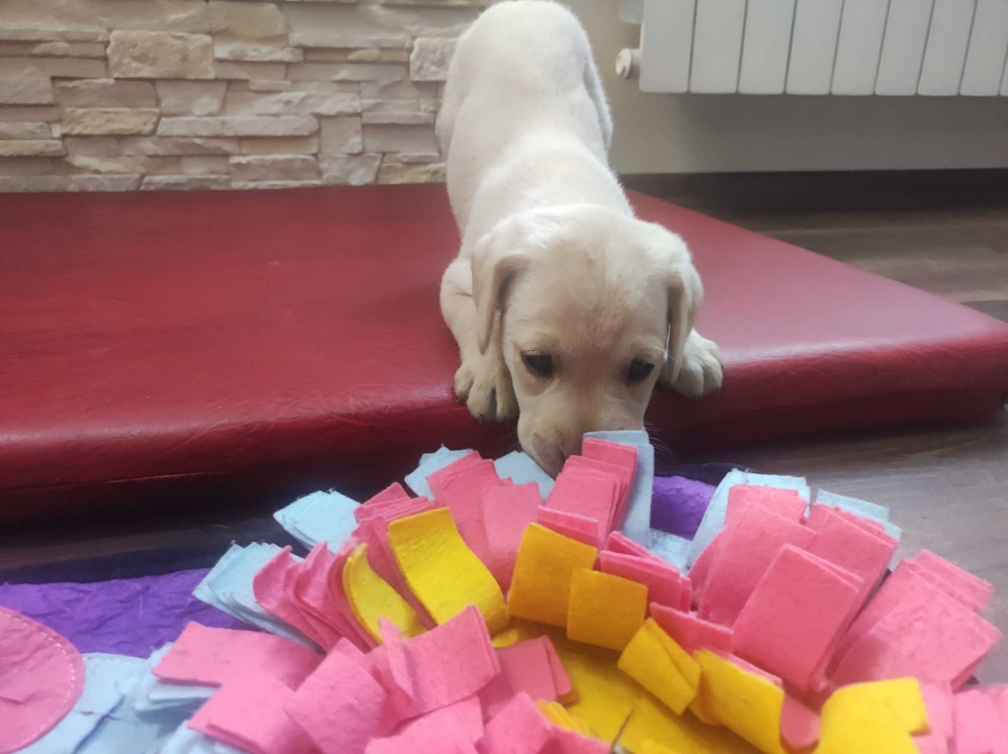 Labrador JUŻ SĄ domowo-rodzinny, RTG, genetyka