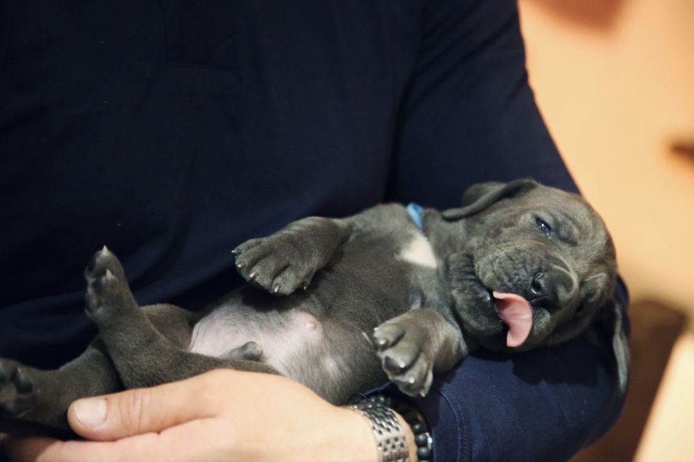 Piękne blekitne szczeniaczki rady Dog Niemiecki Rodowod FCI