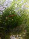 Krewetki neocaridina