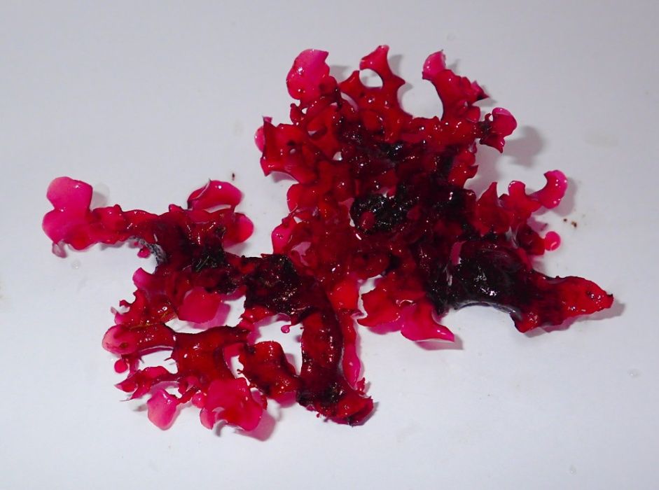 Gracilaria sp. - makroglon - akwarium morskie