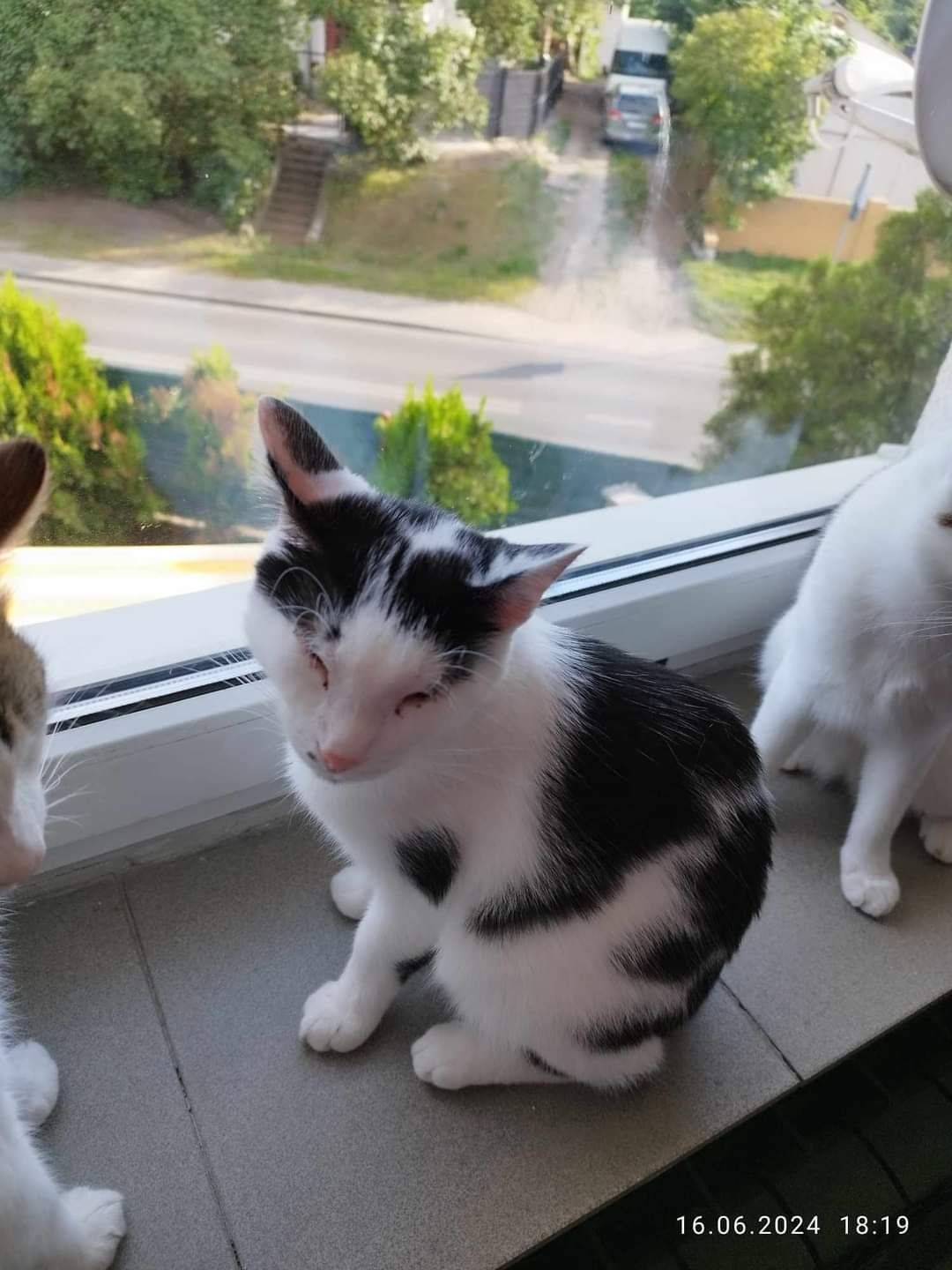 Młode koty kociaki do adopcji!