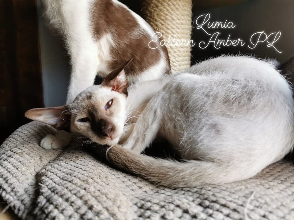 Peterbald koteczka dorosła gotowa do zmiany domku