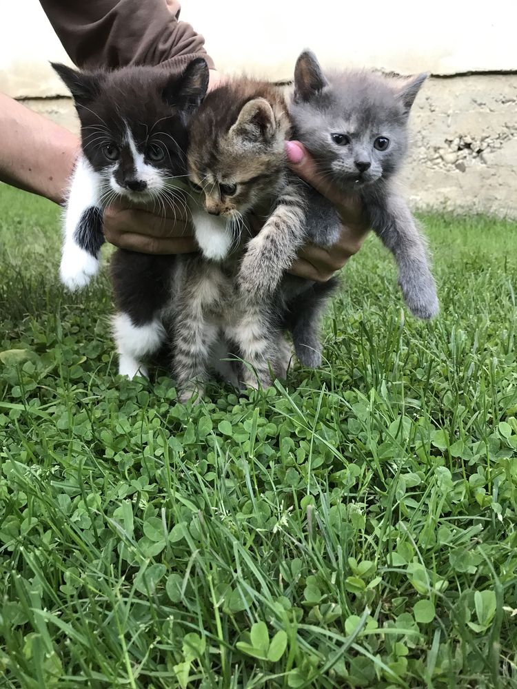 Кошенята в добрі руки