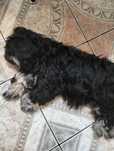 Piesek  rasy shih tzu