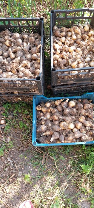 Луковицы нарцисса трубчатого