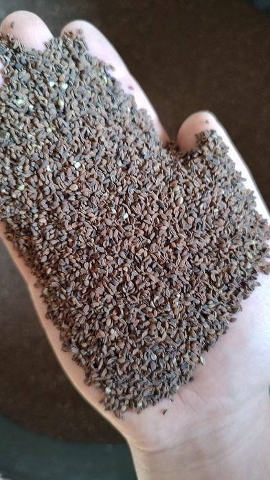 Nasiona facelia błękitna