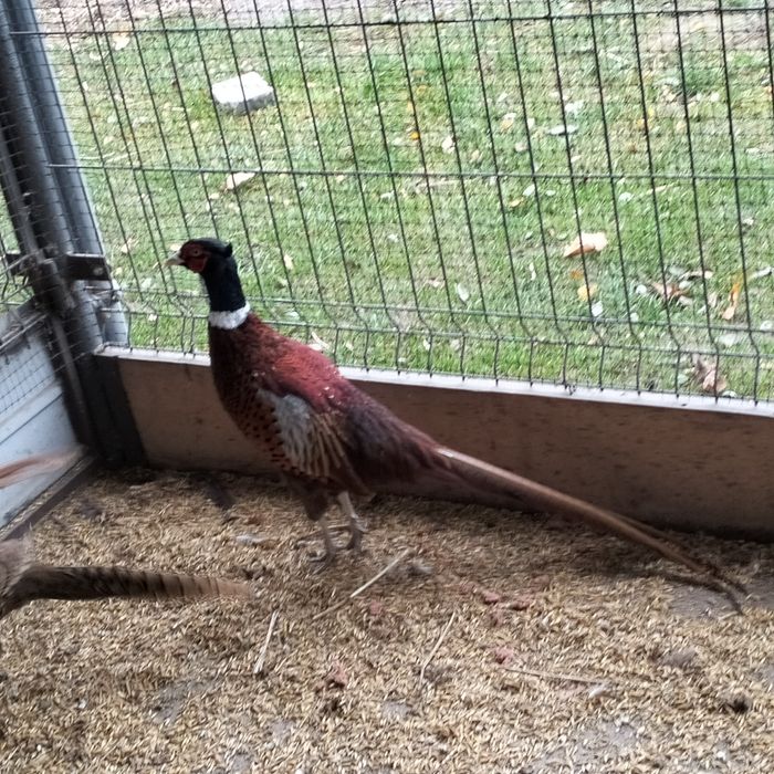 Bażanty łowne i srebrzyste.