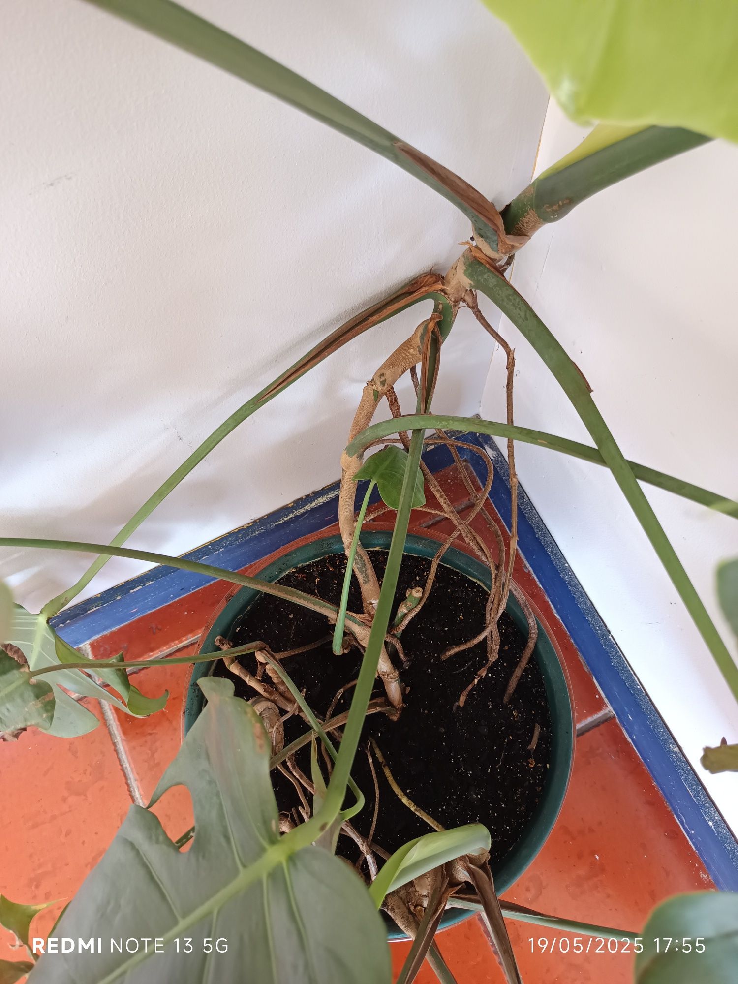 Planta Costela de Adão