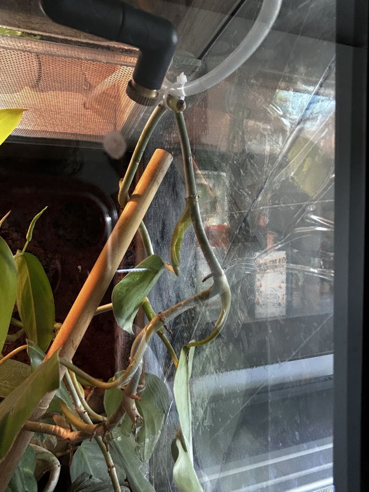 Terrarium 50x50x100