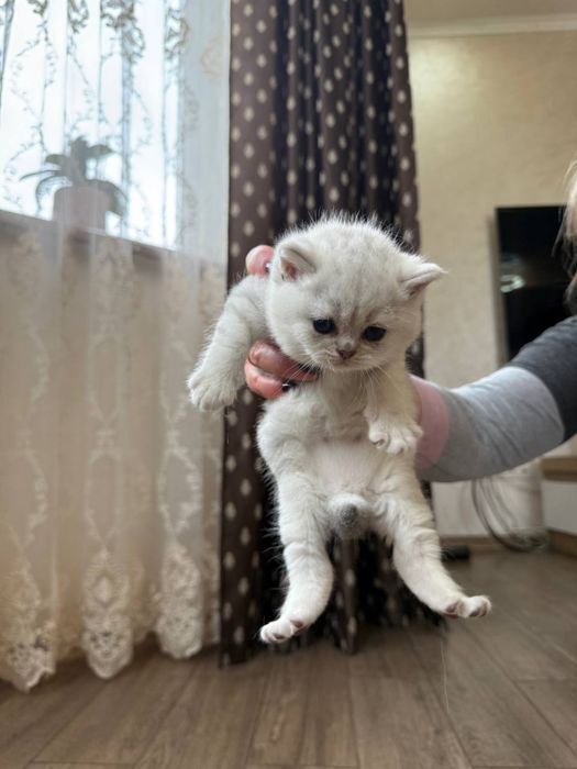Шотландська мраморно срібна шиншила кошенята котенята котик