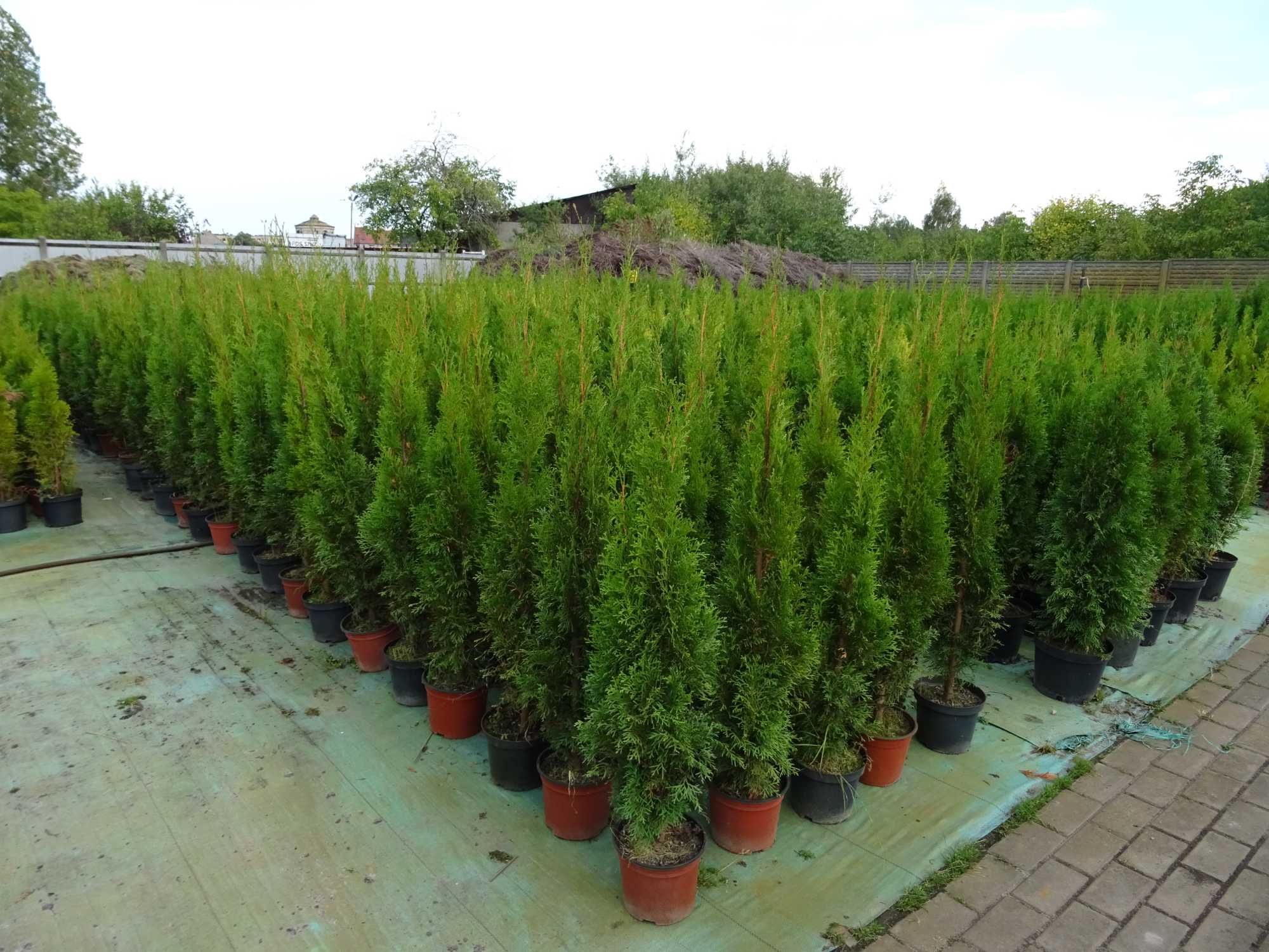 Tuja thuja szmaragd, smaragd w doniczce 80-90 cm