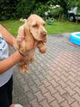 Masywny piesek Cocker spaniel
