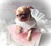 ***Malusia dziewczynka chihuahua***