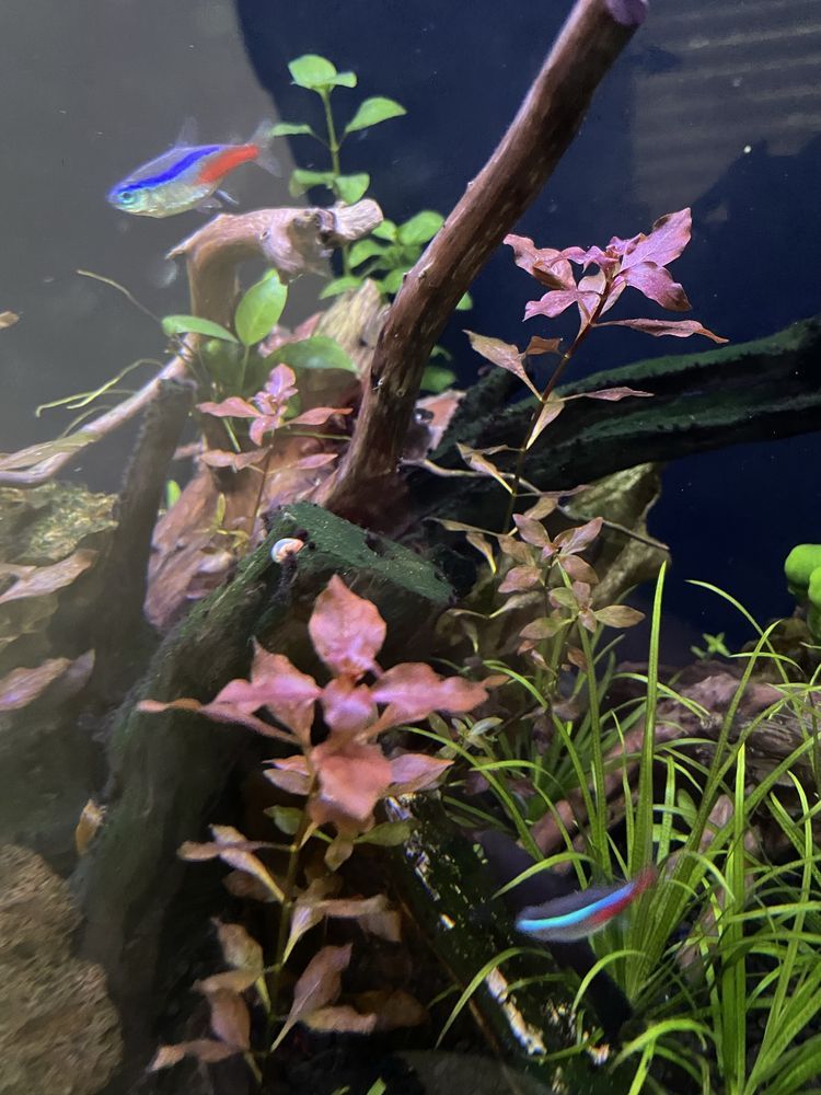LUDWIGIA MINI SUPER RED. Hodowla podwodna . Roslina akwariowa