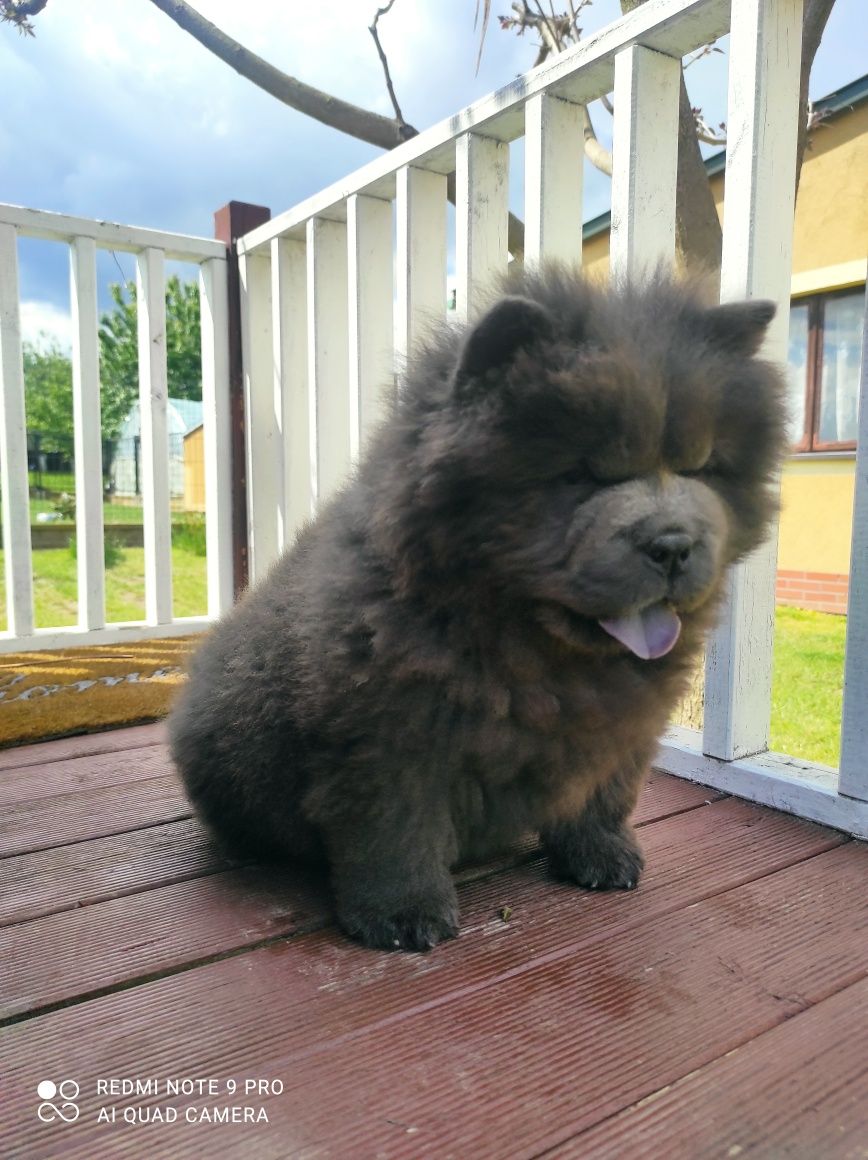 Chow Chow suka niebieska