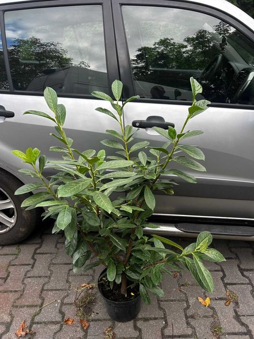 Laurowiśnia novita  duże sadzonki 100-120cm