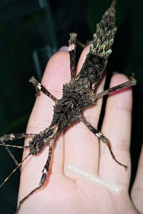 Жуки палочники жуки