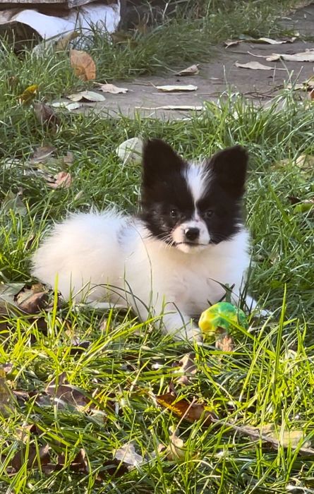 Щенки Папильона, Французской  Бабочки.