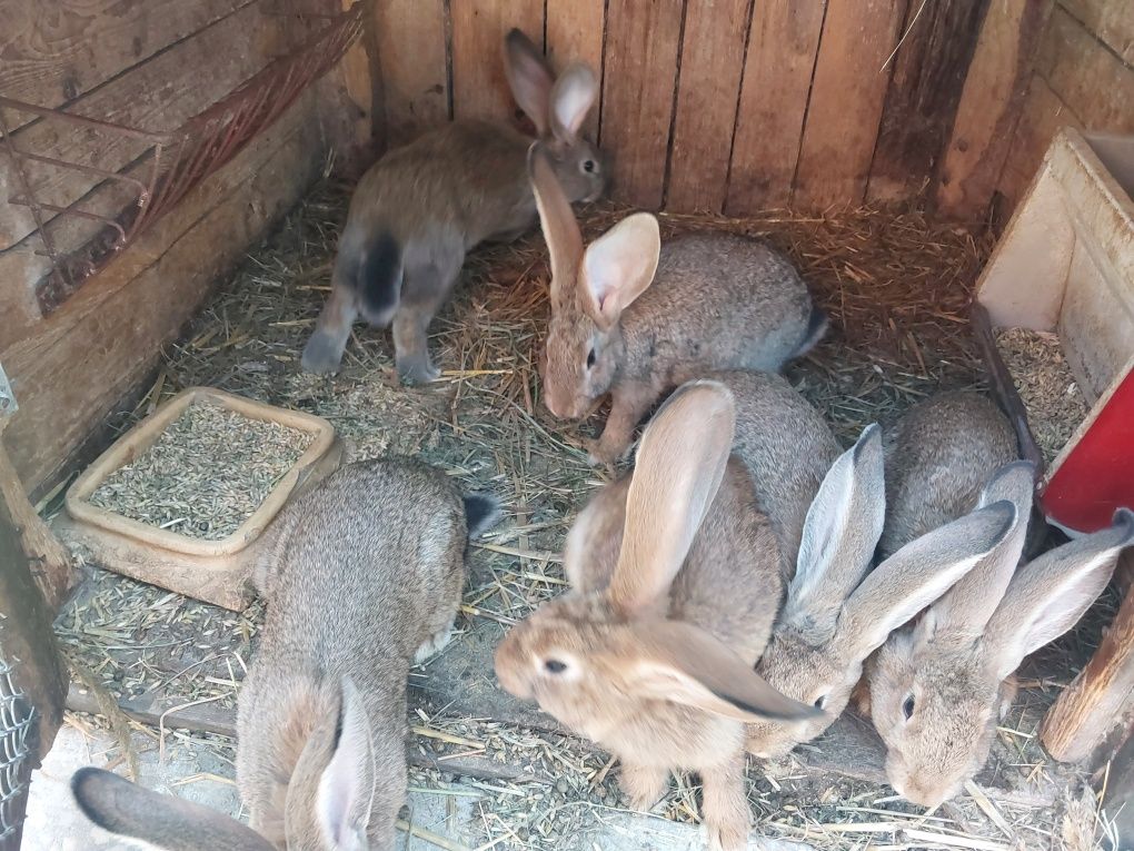 Młode króliki mix