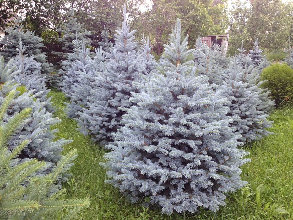 ялина блакитна срібна декоративна