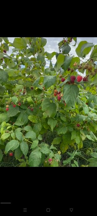 Саджанці малини(подана,зюгана, Джоан-джей)