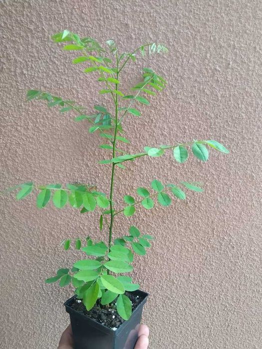 Софора японська.Саджанці