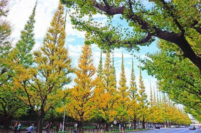 Саженцы дерева Гинкго Билоба Ginkgo Biloba - в наличии 4-8 лет, 120 см