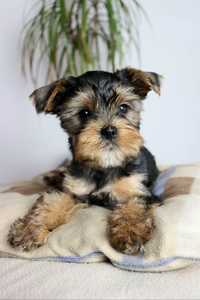 Piesek Yorkshire terrier