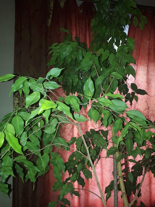 Фікус та Хамедорея