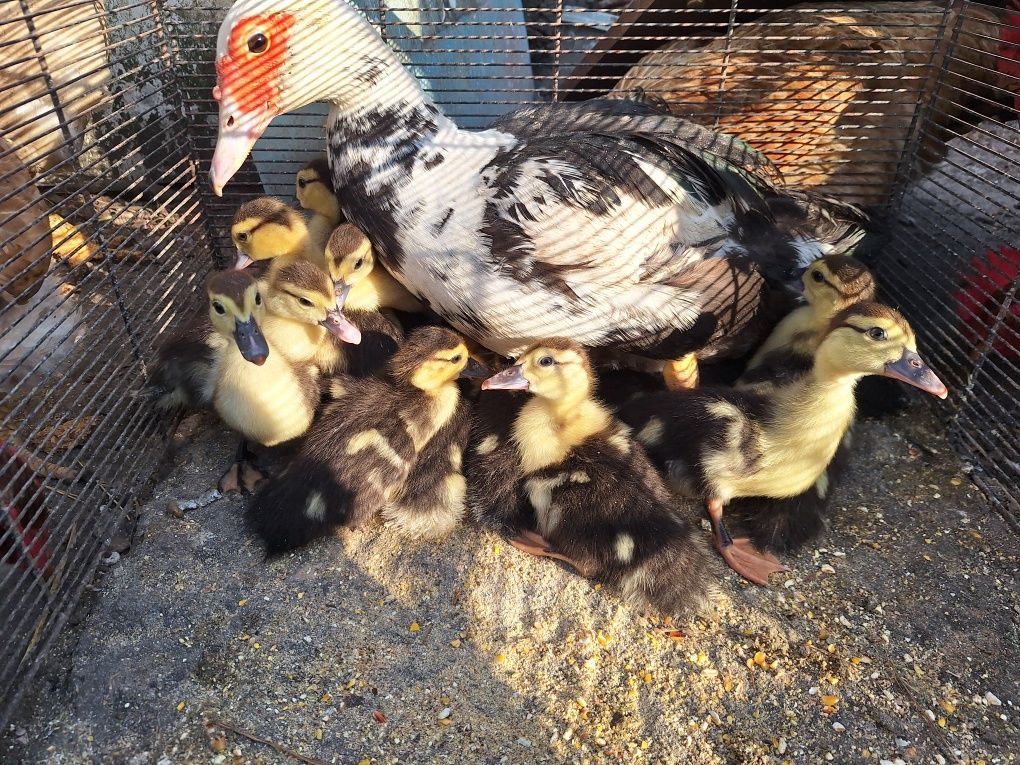 Crias de patos mudos